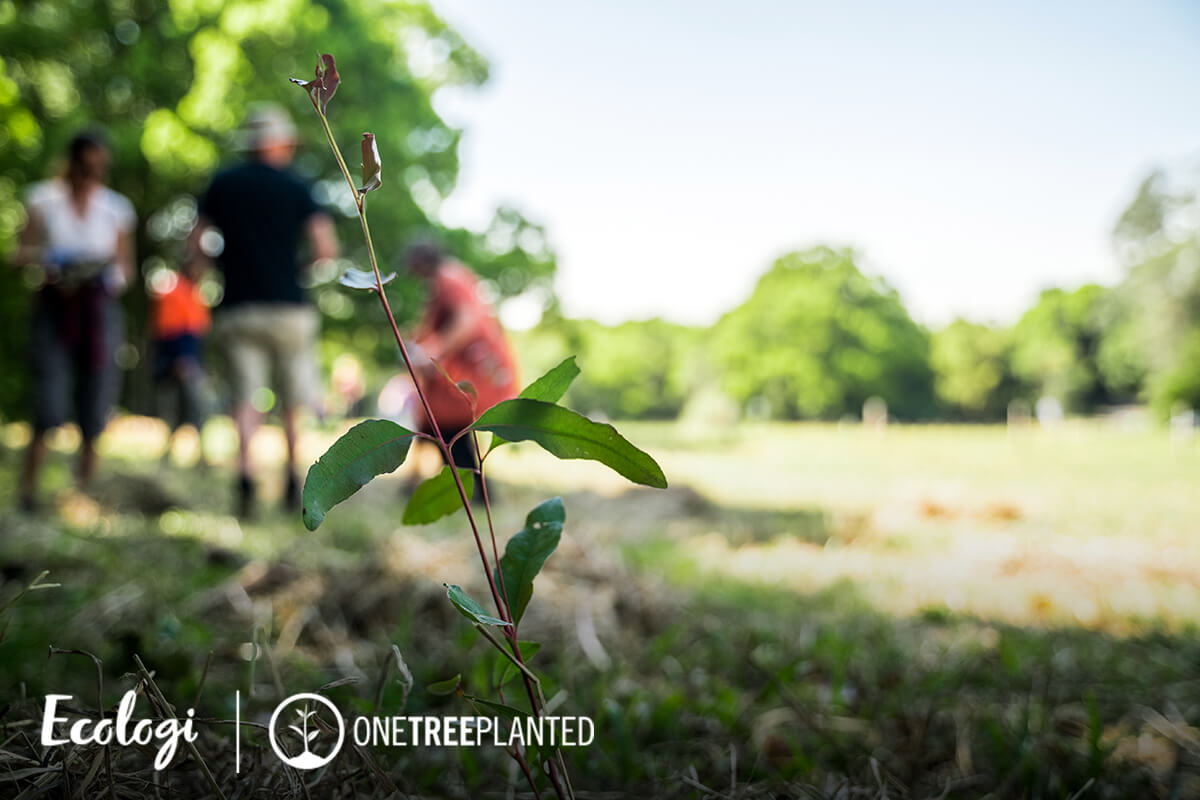 Planting trees when you order with us